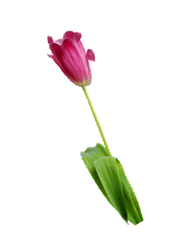 Tulip, Flower, Rosa, Nature